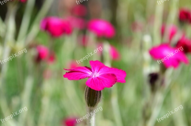 Flower Flower Meadow Nature Flowers Beautiful