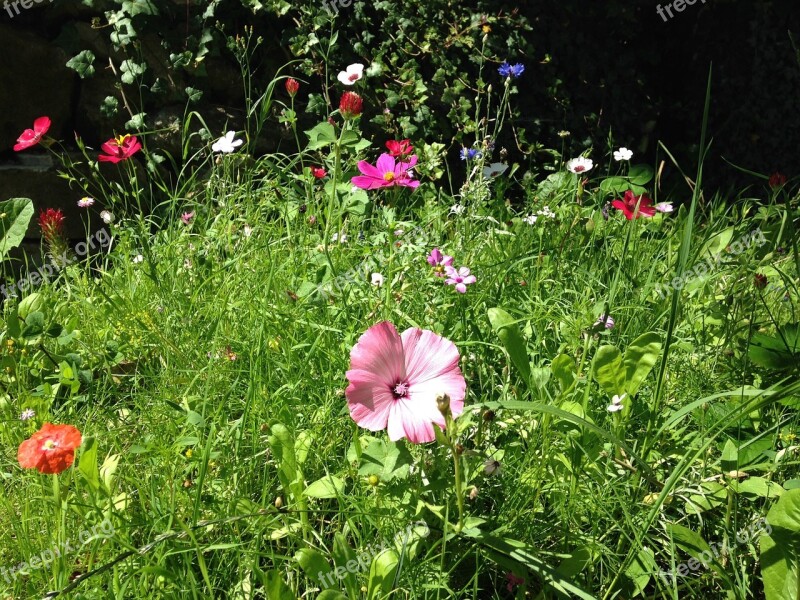 Meadow Flowers Summer Blossom Bloom