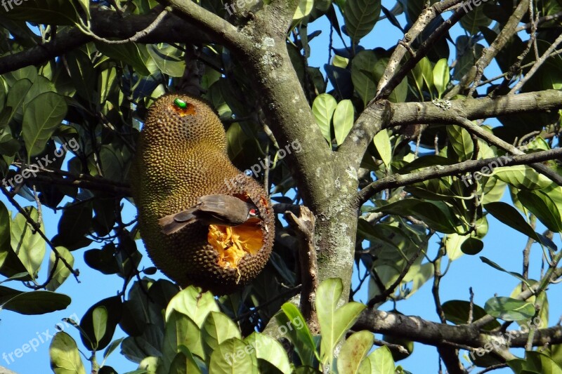 Jackfruit Overripe Bird Fruit Beetle Feeding