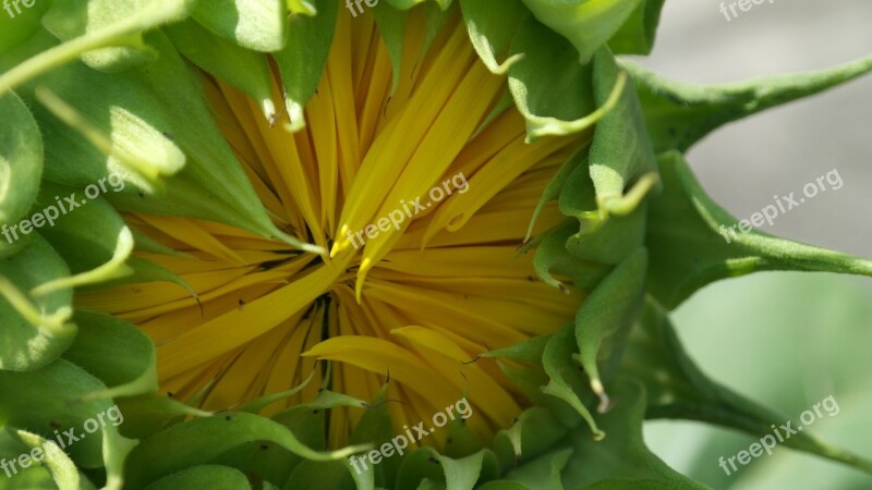 Sunflower Bud Flower Sunflower Bud Green