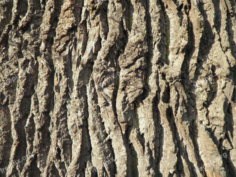 Bark Tree Bark Oak Old Close Up