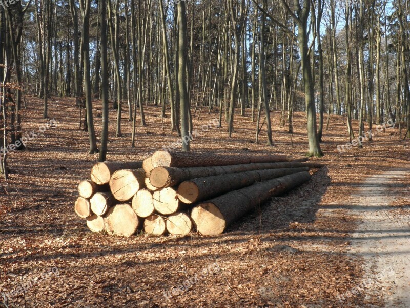 Wood Wood Trunks Concerns Sawn Log