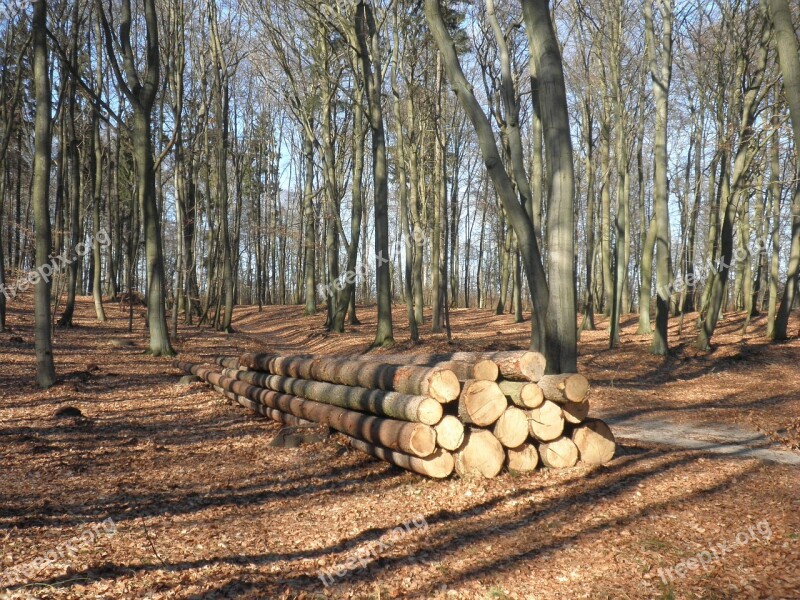 Wood Wood Trunks Sawn Concerns Timber