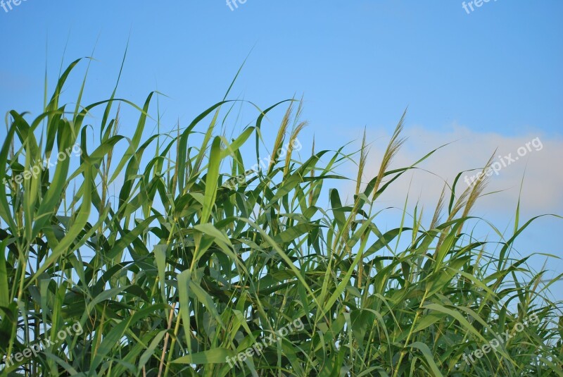 Cañas Sky Nature Free Photos