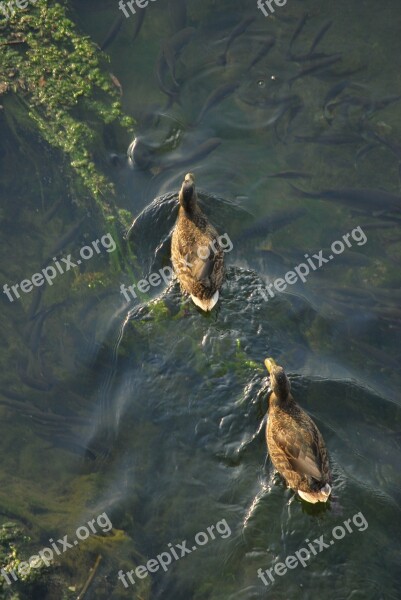 Ducks Swimming Water Pond Zenith