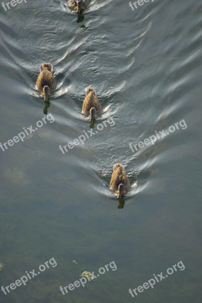 Ducks Water Nature Birds Animals