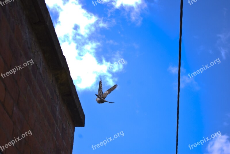 Pigeon Flying Sky Freedom Wing