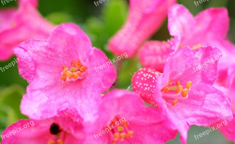 Ciliated Alpenrose Alpine Rose Blossom Bloom Flower