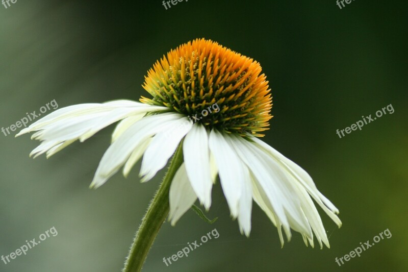 Coneflower Echinacea Blossom Bloom Nature