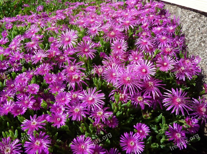 Succulent Ice Plant Purple Flower Flora