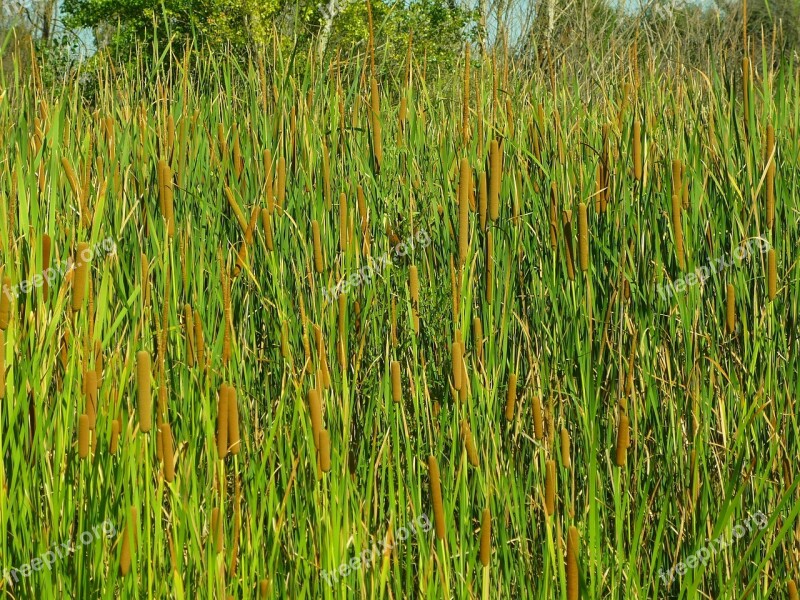 Aeneas Plants Typha Herbs Leaves