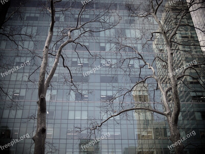 Tree Building Skyscraper Reflection Urban Forest