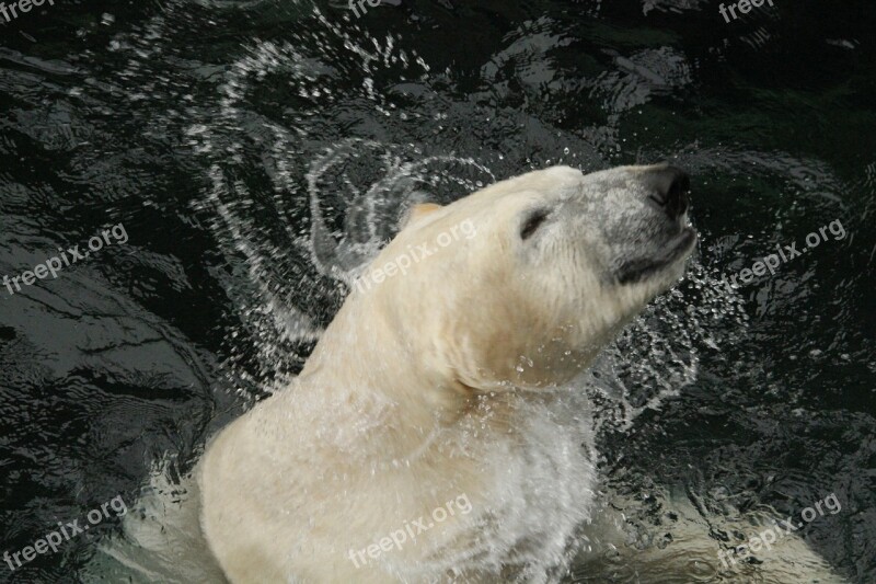 Polar Bear White Bear Zoo Wildlife