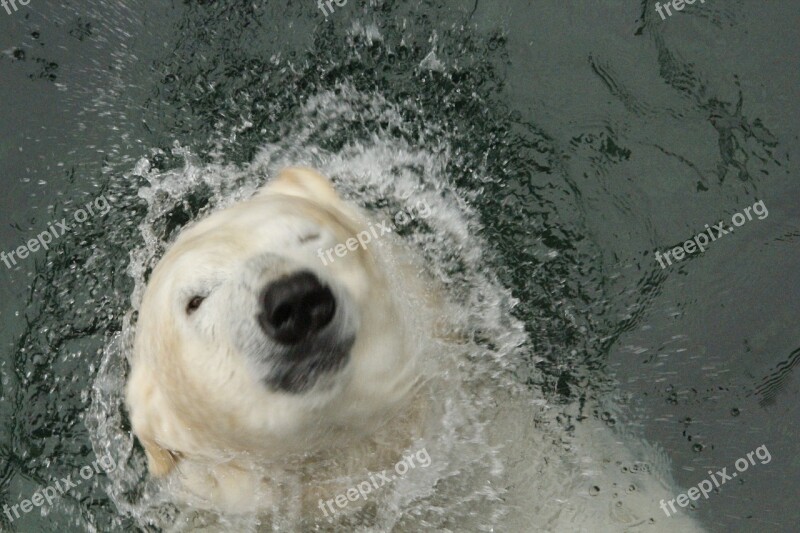 Polar Bear Bear Zoo Wildlife Animal