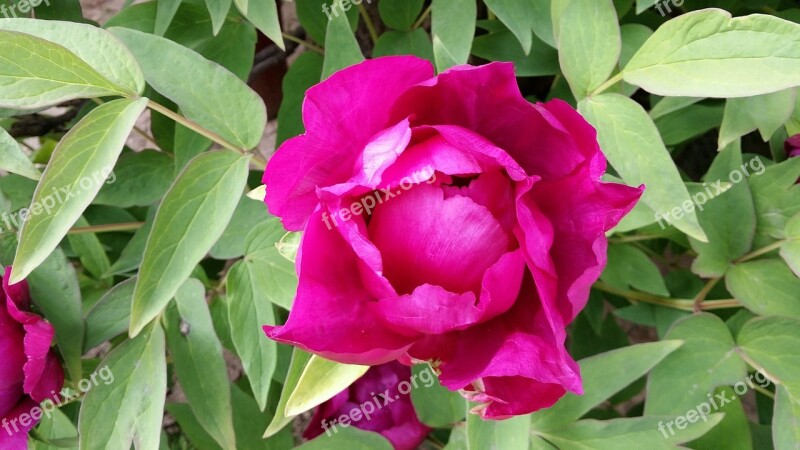 Peony Passion Dream Red Flowers Free Photos