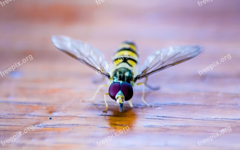 Hoverfly Insect Nature Macro Close Up