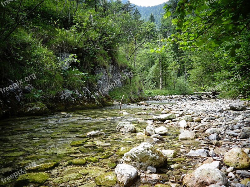 White Bach Bach Forest Upper Bavaria Mountain Stream