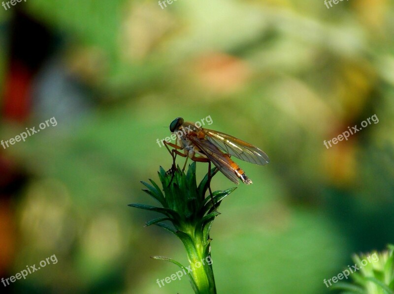 Fly Insect Golden Schnepf Fly Schnepf Fly Flying Insects