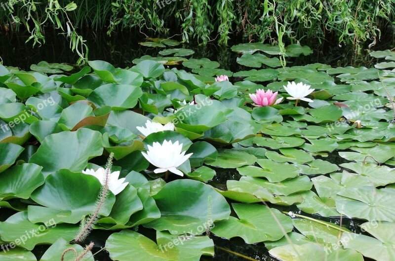 Waterlily Lagoon Lily Free Photos