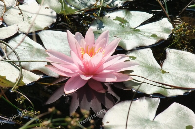 Waterlily Lagoon Flower Free Photos