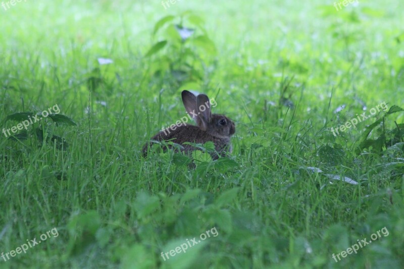 Hare Nature Spring Flower Summer