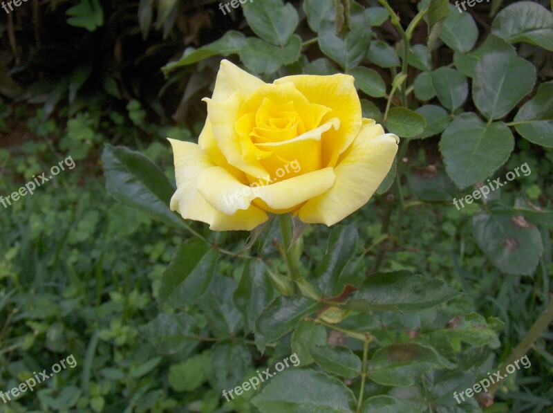 Rosa Beauty Life Petals Plant