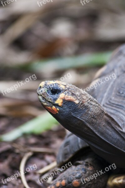 Turtle Animals Nature Exotic Reptile