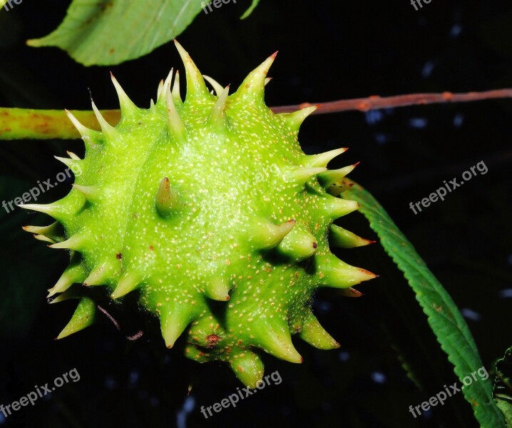 Chestnut Fruit Green Immature Prickly