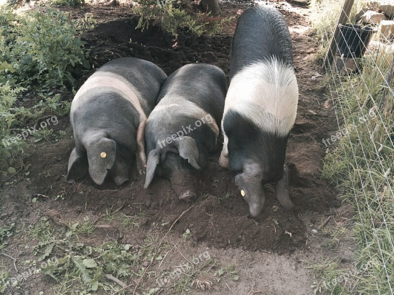 Pig Saddleback Pigs Animal Saddleback Farmyard