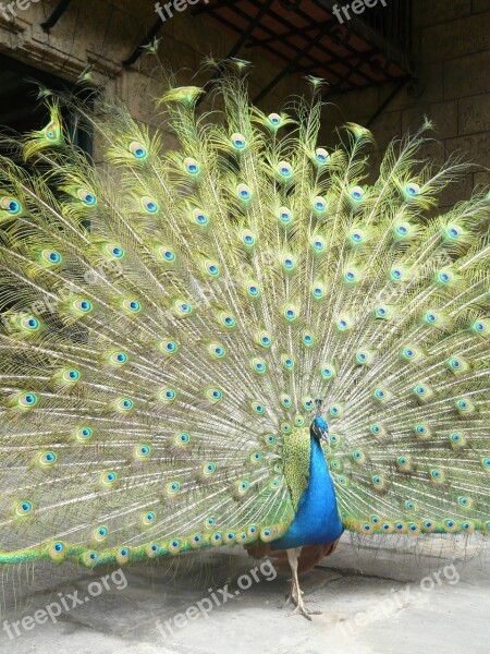 Peacock Bird Peacock Feathers Free Photos