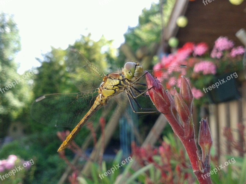 Dragonfly Summer Bug Wings Garden