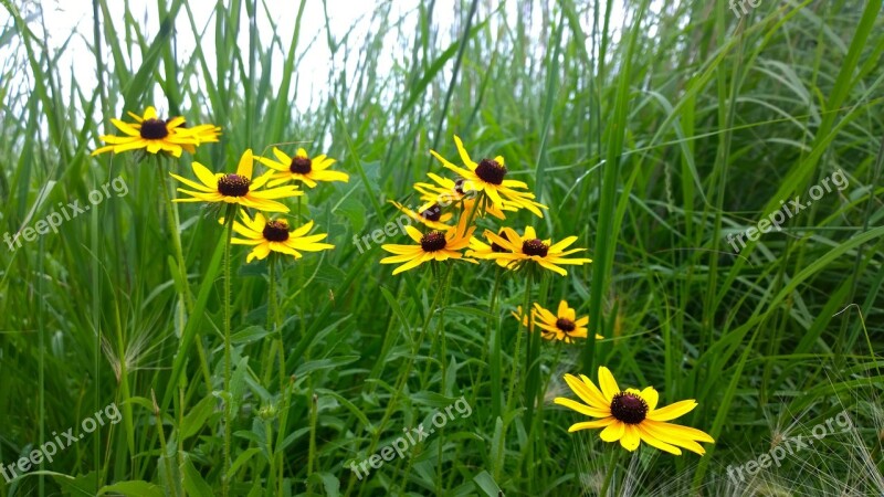 Yellow Wild Flowers Flower Bunch Grass