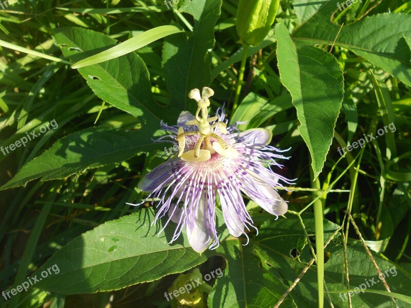 Passionflower Flower Purple Leaves Blossom