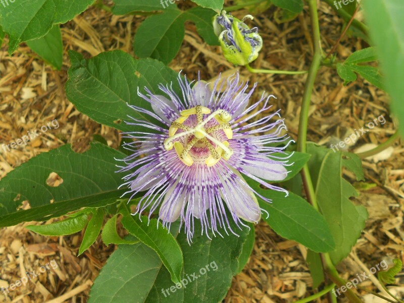 Passionflower Flower Purple Close-up Stamen