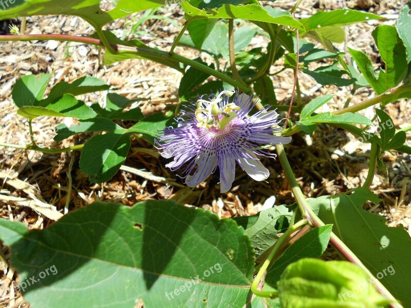 Passionflower Flower Purple Leaves Nature