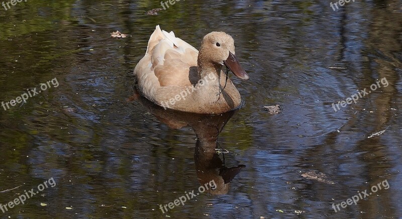 Duck Brown Bird Pretty Animal