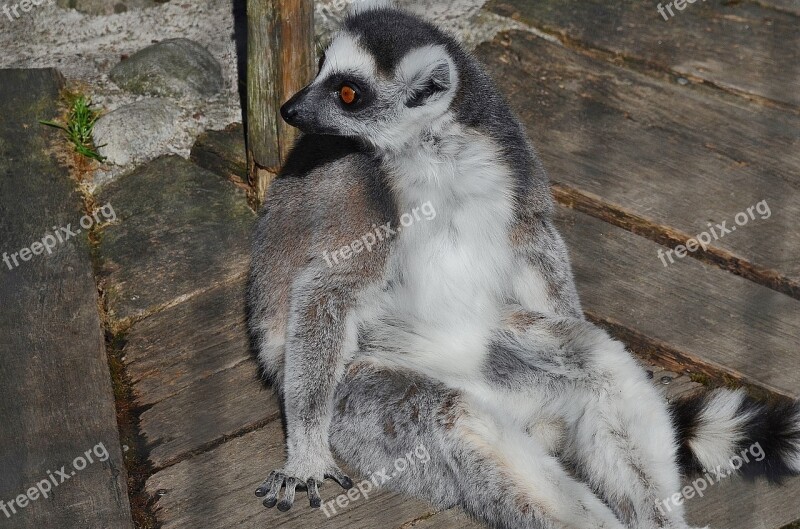 Lemur Mammal Cute Madagascar Pet