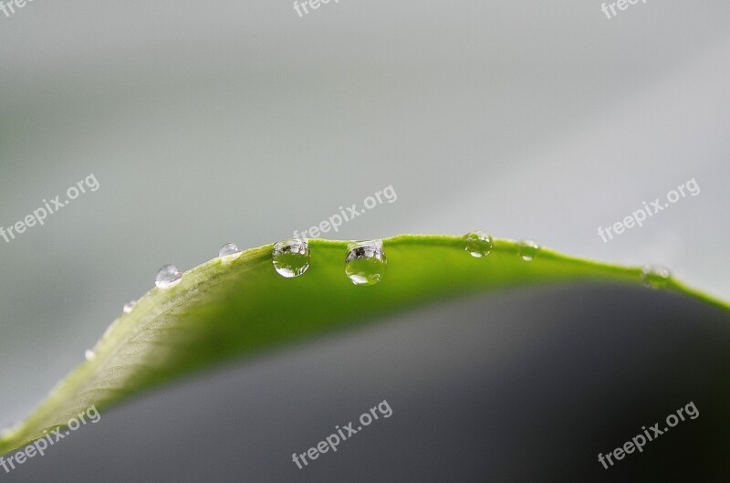 Drop Of Water Drip Green Nature Macro