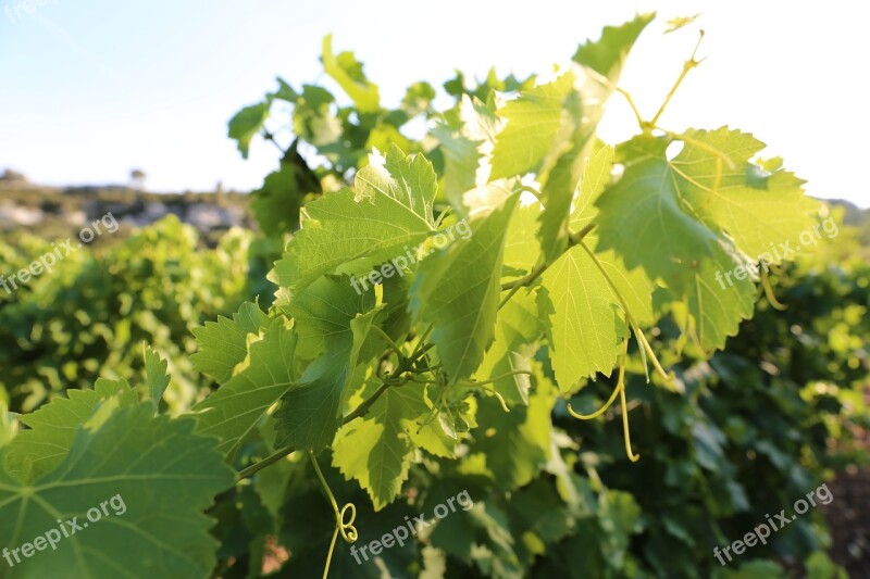 Vines Provence Light Free Photos