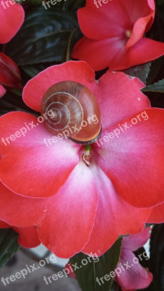 Flower Snail Out Free Photos