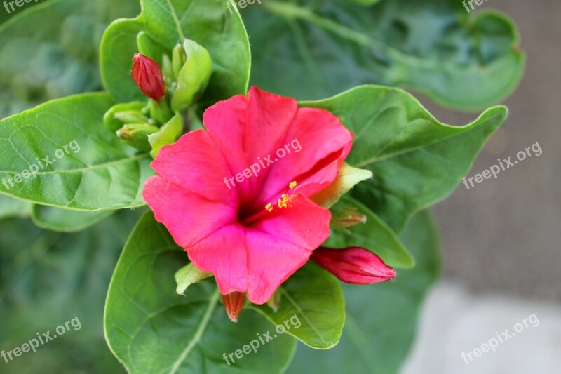 Mirabilis Jalapa Wunderblume Magic Flower Red Rot