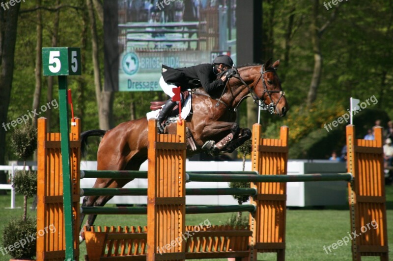 Contest Horses Obstacle Horseback Riding Competition