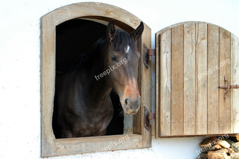 Horse Head Horse Head Portrait Barn Door