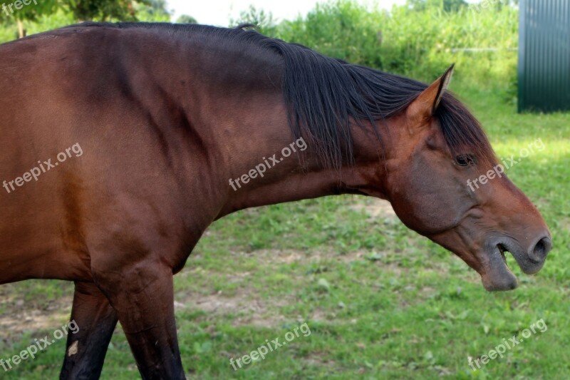 Neigh Horse Grumble Snort Language