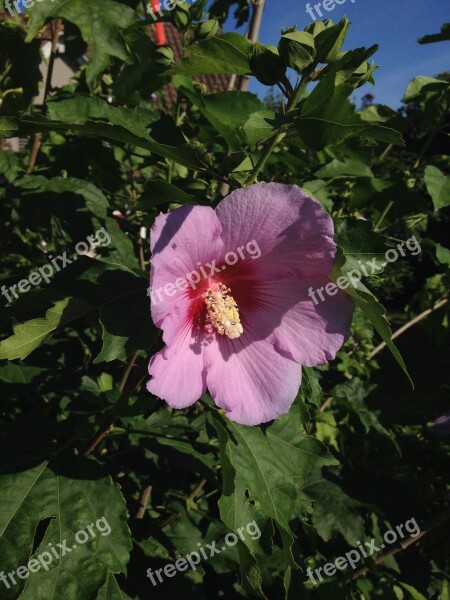 Hibiscus Flower Violet Free Photos