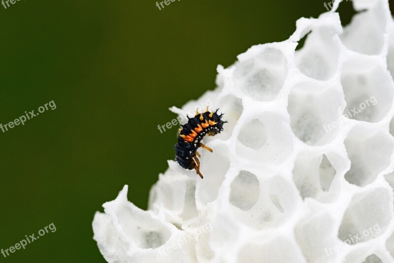 Ladybird Larvae Wax Comb Harlequin Ladybird Larvae Young Nature