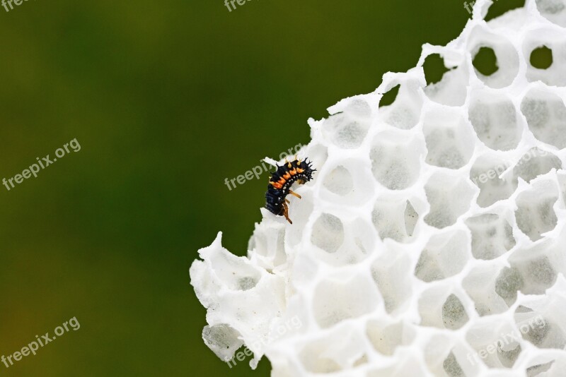 Ladybird Larvae Wax Comb Harlequin Ladybird Larvae Young Ladybird