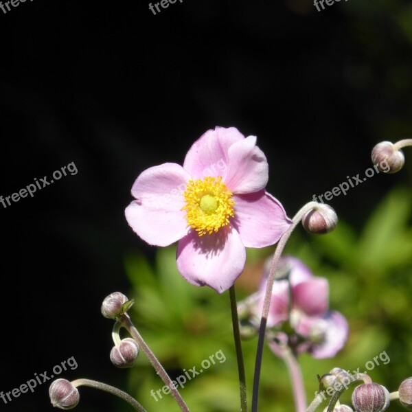 Japan Anemone Anemone Pink Flower Hahnenfußgewächs