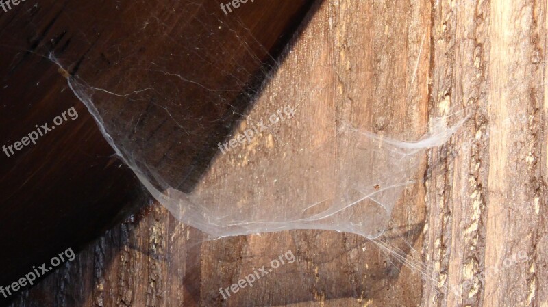 Cobweb Web Network Spider Nature