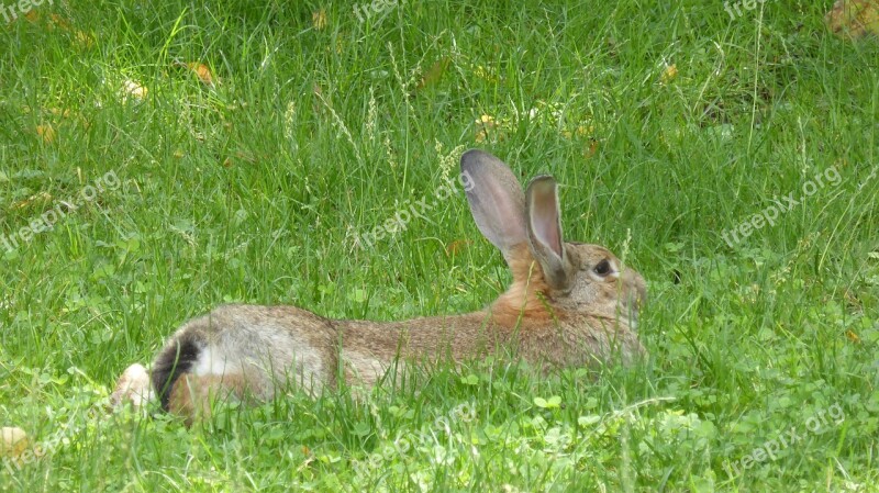 Stall Hase Rabbit Brown Lying Animal